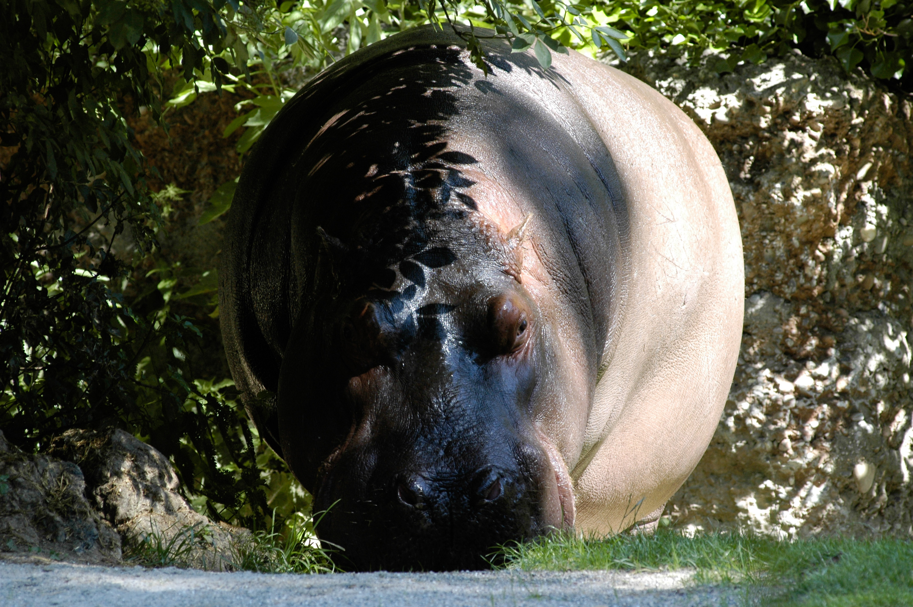 20040626zoo0001