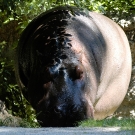 20040626zoo0001